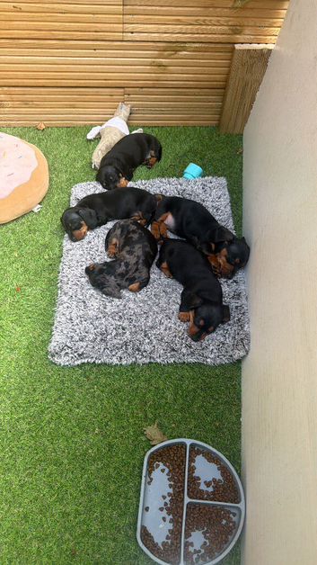Miniature smooth hair Dachshund puppies for sale