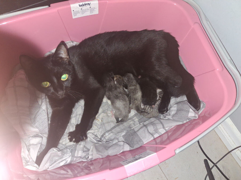 Kittens -male and female