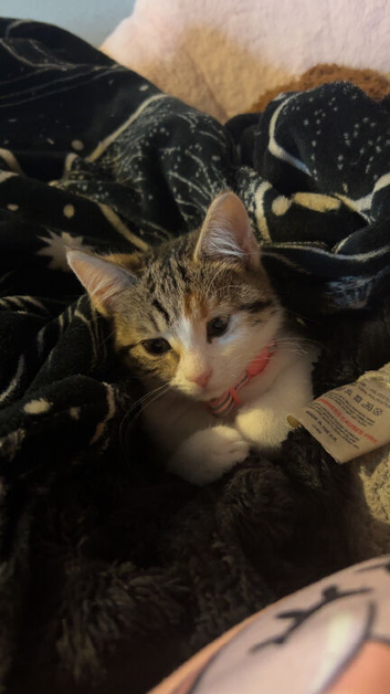 Kitten