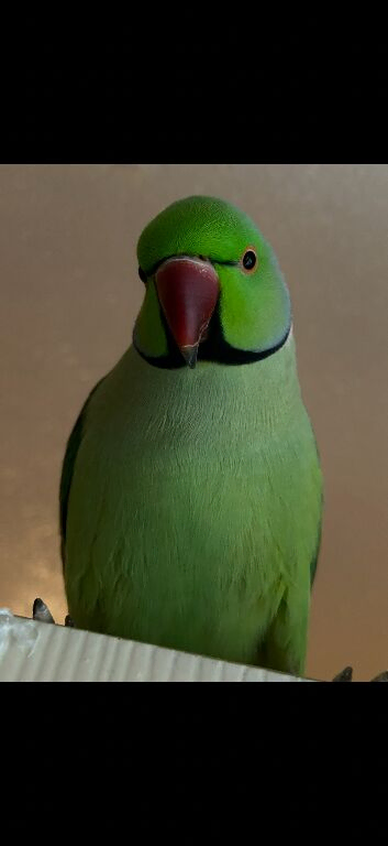 Male Indian ringneck