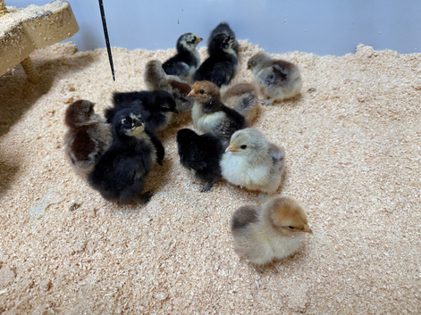 Day old chicks
