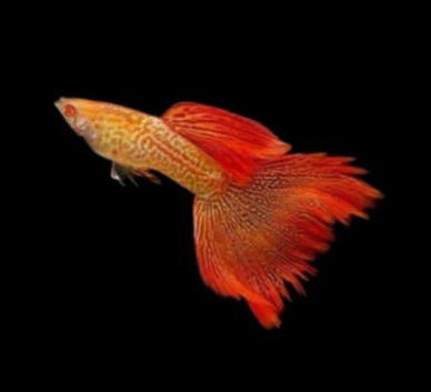 Superior Red Albino Snakeskin Guppies young Breeding pairs