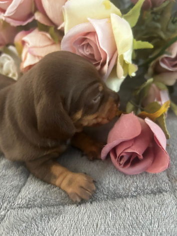 Gorgeous miniature Dachshund puppies ready 4th July