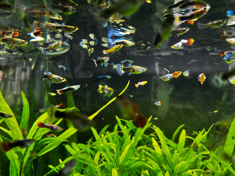 Range of guppies for sale