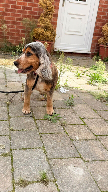 Show Type Cocker Spaniel