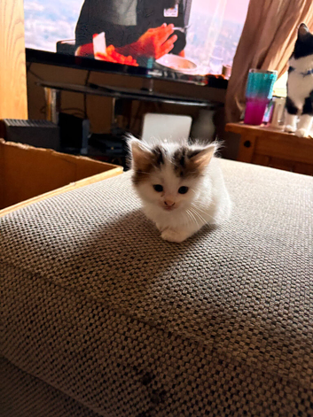 4 kitten for sale