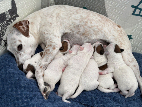 Beautiful 6 pups looking for home