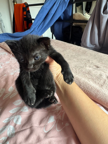 Kittens for sale &pound;50