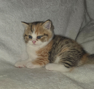 2 unusual british shorthair girls