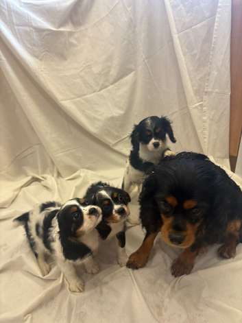 Beautiful Cavaliers for sale