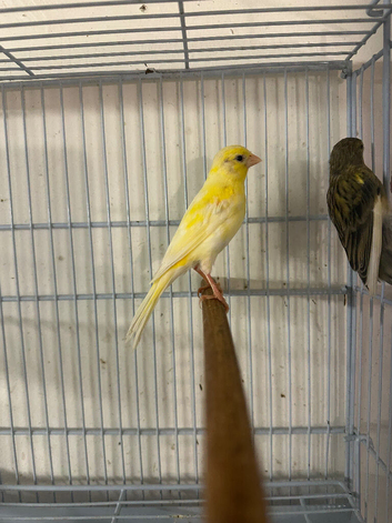 2 unsexed canaries