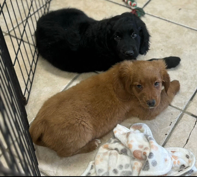 Beautiful Cockapoo x puppys