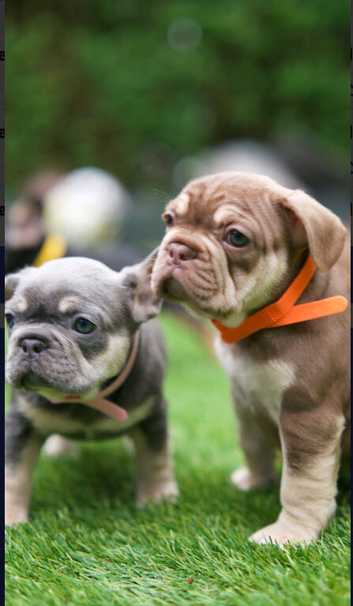 French bull dog puppies