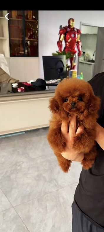Teacup asian toy poodle Stud