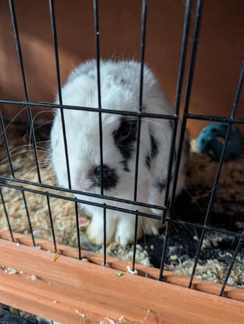 2 mini loop rabbits