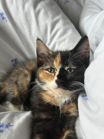 ONE BLACK AND GINGER GIRL KITTEN