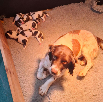 English Springer Pups