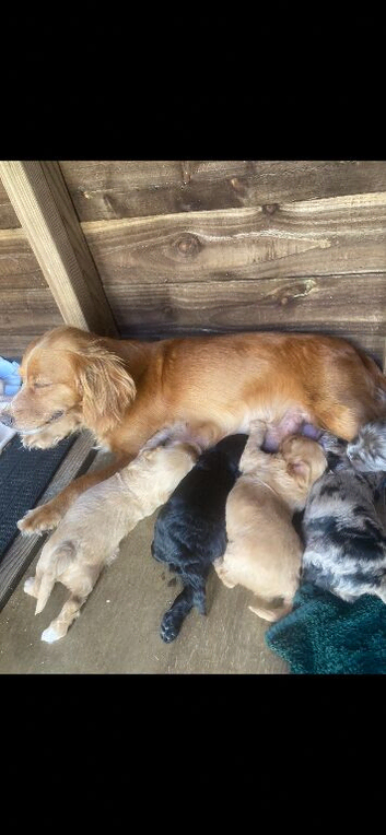 Stunning cockapoo puppies