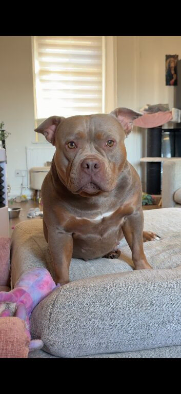 Staffy x pocket bully female
