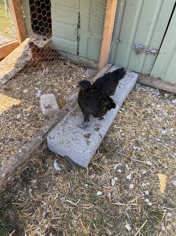 Three  free to a good home