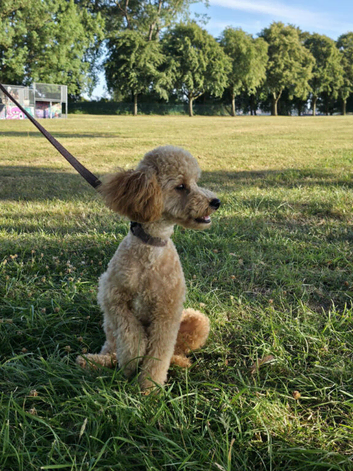 Min Poodle