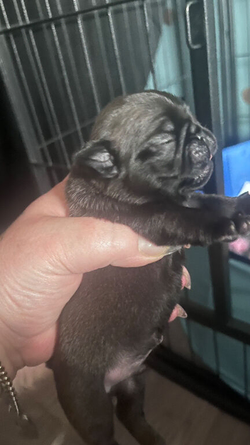 Stunning KC registered pug puppies