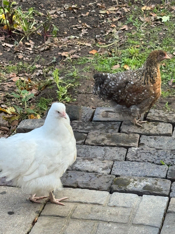 Orpington hens