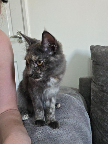 Female maine coon x Rag doll