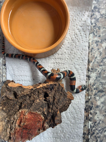 CB26 Tri Colour Hognose (unsexed)