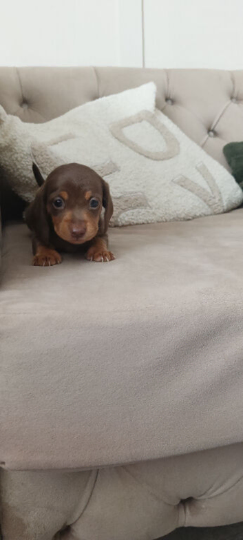 1 miniature dachshund pups
