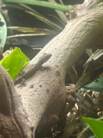 Mourning Geckos for sale