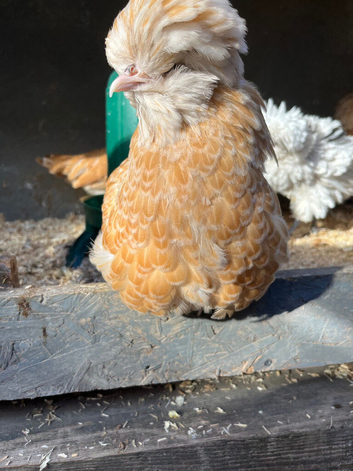 Chamois polish hens, Lavander pekin bantam girls