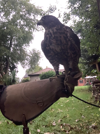 Gyr/saker Falcon