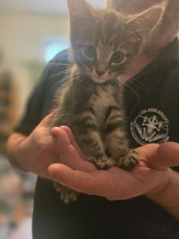Half maincoon kittens forsale