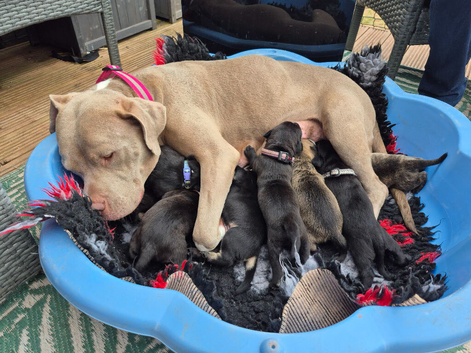 7 stunning pups