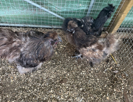 Trio of silkie chickens