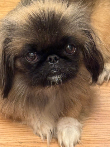 Gorgeous fantastic girl sleeve peke female 2 yrs sable