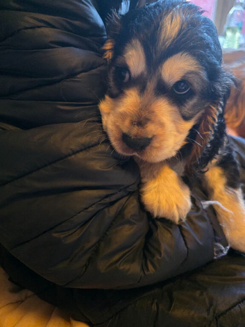 Stunning showtype cocker spaniel pups all reserved