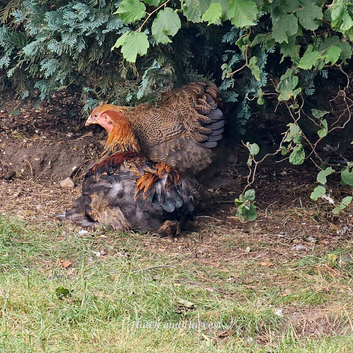 Pure breed Partridge Brahma hatching eggs