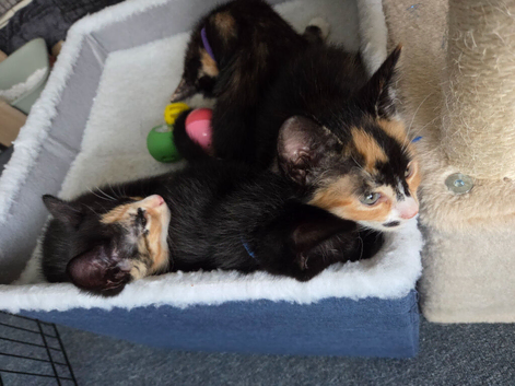 Kittens