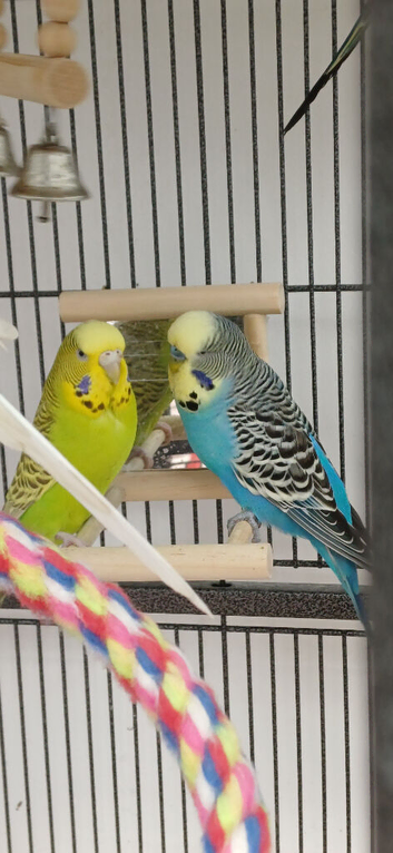Breeding pair of budgies