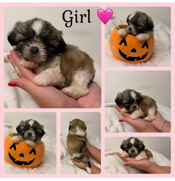 9 beautiful Shih Tuz Puppies