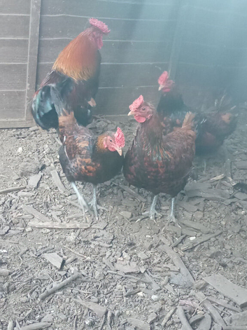 Quartet of Derbyshire red caps