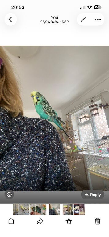 Semi tame English exhibition male  budgie