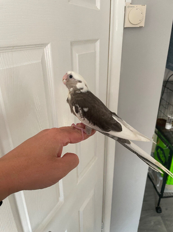 Hand reared baby cockatiel