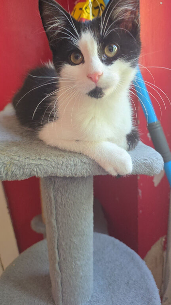 domestic short hair girl kitten