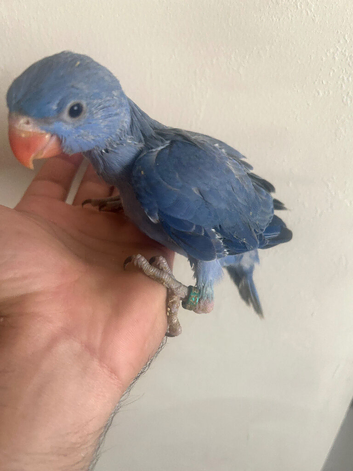 Hand Reared Hand Tame Indian Ring Necks