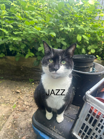 Jazz standard black and white cat