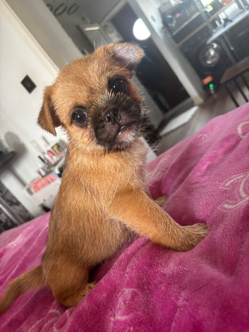 The last 1 left out of 6 rare mixed small breed adorable puppies