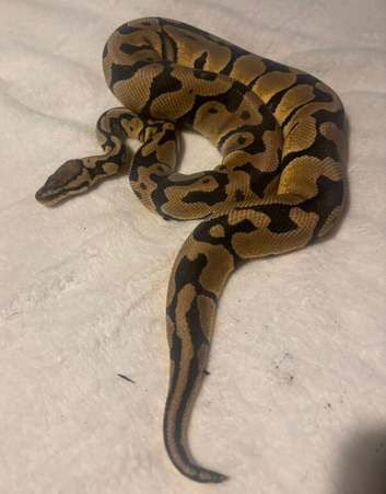 Royal pythons for adoption